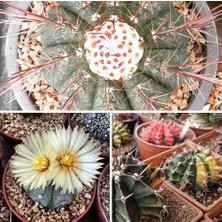 Day 25'li Karışık Kaktüs Çiçeği Tohumu + 10'lu Hollanda Gülü Çiçek Tohumu