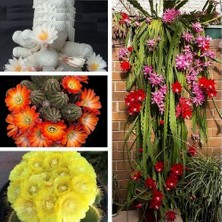 Day 10'lu Karışık Succulent Kaktüs Tohumu + 10'lu Hollanda Gülü Çiçek Tohumu