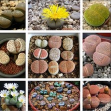 Day 100'lü Mix Barrel Cactus Tohumu + 10'lu Hollanda Gülü Çiçek Tohumu