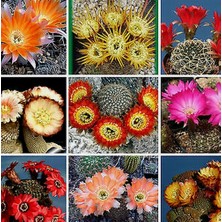 Day 100'lü Karışık Succulent Kaktüs Tohumu + 10'lu Hollanda Gülü Çiçek Tohumu