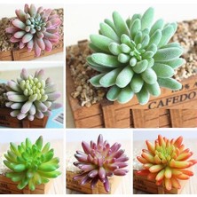 Day 10'lu Mix Barrel Cactus Tohumu + 10'lu Hollanda Gülü Çiçek Tohumu