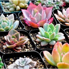 Day 25'li Karışık Kaktüs Çiçeği Tohumu + 10'lu Kırmızı Orkide Çiçek Tohumu