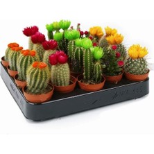 Day 10'lu Karışık Succulent Kaktüs Tohumu + 10'lu Kırmızı Papatya Çiçek Tohumu