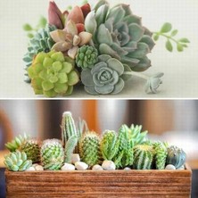 Day 25'li Karışık Succulent Kaktüs Tohumu + 10'lu Hollanda Gülü Çiçek Tohumu