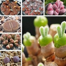 Day 10'lu Karışık Succulent Kaktüs Tohumu + 10'lu Kırmızı Papatya Çiçek Tohumu