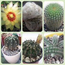 Day 50'li Mix Barrel Cactus Tohumu + 10'lu Hollanda Gülü Çiçek Tohumu