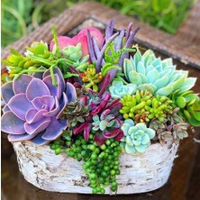 Day 100'lü Karışık Kaktüs Çiçeği Tohumu + 10'lu Kırmızı Orkide Çiçek Tohumu