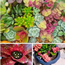 Day 50'li Karışık Kaktüs Çiçeği Tohumu + 10'lu Kırmızı Orkide Çiçek Tohumu