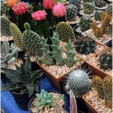 Day 100'lü Mix Barrel Cactus Tohumu + 10'lu Hollanda Gülü Çiçek Tohumu