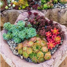 Day 50'li Karışık Succulent Kaktüs Tohumu + 10'lu Hollanda Gülü Çiçek Tohumu