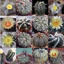 Day 50'li Karışık Kaktüs Çiçeği Tohumu + 10'lu Hollanda Gülü Çiçek Tohumu
