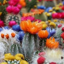 Day 10'lu Mix Barrel Cactus Tohumu + 10'lu Hollanda Gülü Çiçek Tohumu