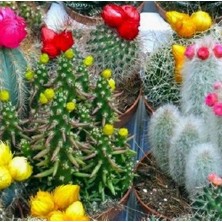 Day 100'lü Karışık Succulent Kaktüs Tohumu + 10'lu Hollanda Gülü Çiçek Tohumu