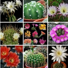 Day 100'lü Karışık Kaktüs Çiçeği Tohumu + 10'lu Kırmızı Papatya Çiçek Tohumu