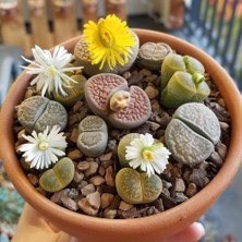 Day 25'li Karışık Kaktüs Çiçeği Tohumu + 10'lu Kırmızı Papatya Çiçek Tohumu