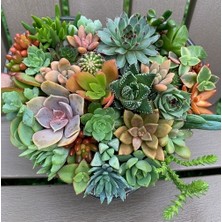 Day 50'li Karışık Kaktüs Çiçeği Tohumu + 10'lu Kırmızı Papatya Çiçek Tohumu