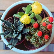 Day 25'li Karışık Kaktüs Çiçeği Tohumu + 10'lu Kırmızı Papatya Çiçek Tohumu