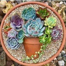 Day 10'lu Karışık Kaktüs Çiçeği Tohumu + 10'lu Kırmızı Papatya Çiçek Tohumu