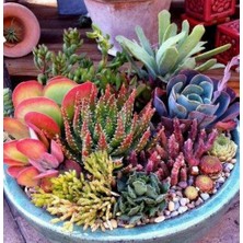 Day 50'li Karışık Kaktüs Çiçeği Tohumu + 10'lu Kırmızı Papatya Çiçek Tohumu