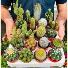 Day 50'li Karışık Kaktüs Çiçeği Tohumu + 10'lu Kırmızı Papatya Çiçek Tohumu