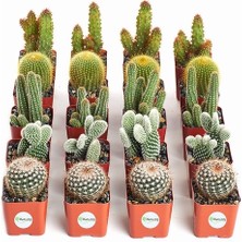 Day 50'li Karışık Kaktüs Çiçeği Tohumu + 10'lu Kırmızı Orkide Çiçek Tohumu