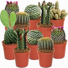 Day 100'lü Karışık Kaktüs Çiçeği Tohumu + 10'lu Kırmızı Orkide Çiçek Tohumu