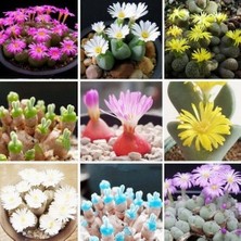 Day 100'lü Karışık Kaktüs Çiçeği Tohumu + 10'lu Kırmızı Orkide Çiçek Tohumu