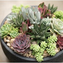 Day 10'lu Karışık Kaktüs Çiçeği Tohumu + 10'lu Kırmızı Orkide Çiçek Tohumu