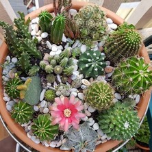 Day 10'lu Karışık Kaktüs Çiçeği Tohumu + 10'lu Kırmızı Papatya Çiçek Tohumu