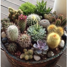 Day 25'li Karışık Kaktüs Çiçeği Tohumu + 10'lu Kırmızı Orkide Çiçek Tohumu