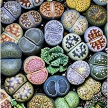 Day 10'lu Karışık Kaktüs Çiçeği Tohumu + 10'lu Kırmızı Orkide Çiçek Tohumu