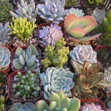 Day 50'li Karışık Kaktüs Çiçeği Tohumu + 10'lu Kırmızı Papatya Çiçek Tohumu