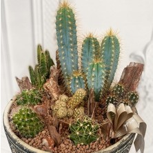 Day 25'li Karışık Kaktüs Çiçeği Tohumu + 10'lu Kırmızı Papatya Çiçek Tohumu