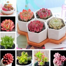 Day 50'li Karışık Kaktüs Çiçeği Tohumu + 10'lu Kırmızı Papatya Çiçek Tohumu