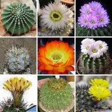 Day 10'lu Karışık Kaktüs Çiçeği Tohumu + 10'lu Kırmızı Orkide Çiçek Tohumu