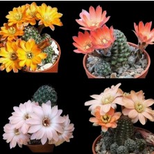 Day 100'lü Karışık Kaktüs Çiçeği Tohumu + 10'lu Kırmızı Orkide Çiçek Tohumu