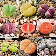 Day 50'li Karışık Kaktüs Çiçeği Tohumu + 10'lu Kırmızı Orkide Çiçek Tohumu