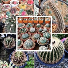 Day 50'li Karışık Kaktüs Çiçeği Tohumu + 10'lu Kırmızı Orkide Çiçek Tohumu