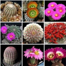 Day 50'li Karışık Kaktüs Çiçeği Tohumu + 10'lu Kırmızı Orkide Çiçek Tohumu