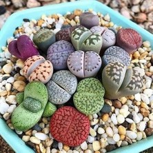 Day 10'lu Karışık Kaktüs Çiçeği Tohumu + 10'lu Kırmızı Orkide Çiçek Tohumu