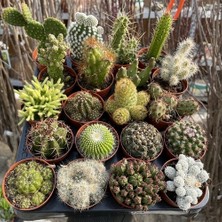 Day 10'lu Mix Barrel Cactus Tohumu + 10'lu Hollanda Gülü Çiçek Tohumu