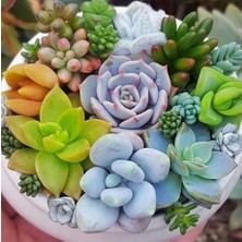 Day 25'li Karışık Kaktüs Çiçeği Tohumu + 10'lu Kırmızı Lale Çiçek Tohumu