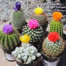 Day 100'lü Karışık Kaktüs Çiçeği Tohumu + 10'lu Hollanda Gülü Çiçek Tohumu