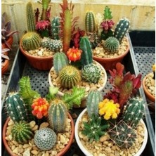 Day 100'lü Karışık Kaktüs Çiçeği Tohumu + 10'lu Kırmızı Lale Çiçek Tohumu