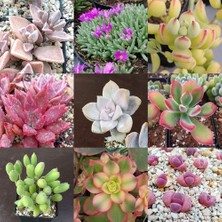 Day 50'li Karışık Kaktüs Çiçeği Tohumu + 10'lu Kırmızı Lale Çiçek Tohumu