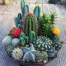 Day 25'li Karışık Kaktüs Çiçeği Tohumu + 10'lu Kırmızı Lale Çiçek Tohumu