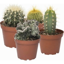 Day 100'lü Karışık Kaktüs Çiçeği Tohumu + 10'lu Kırmızı Lale Çiçek Tohumu