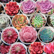 Day 50'li Karışık Succulent Kaktüs Tohumu + 10'lu Hollanda Gülü Çiçek Tohumu