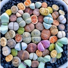 Day 100'lü Karışık Kaktüs Çiçeği Tohumu + 10'lu Kırmızı Lale Çiçek Tohumu