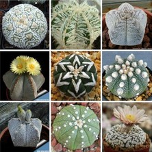 Day 100'lü Karışık Kaktüs Çiçeği Tohumu + 10'lu Kırmızı Lale Çiçek Tohumu